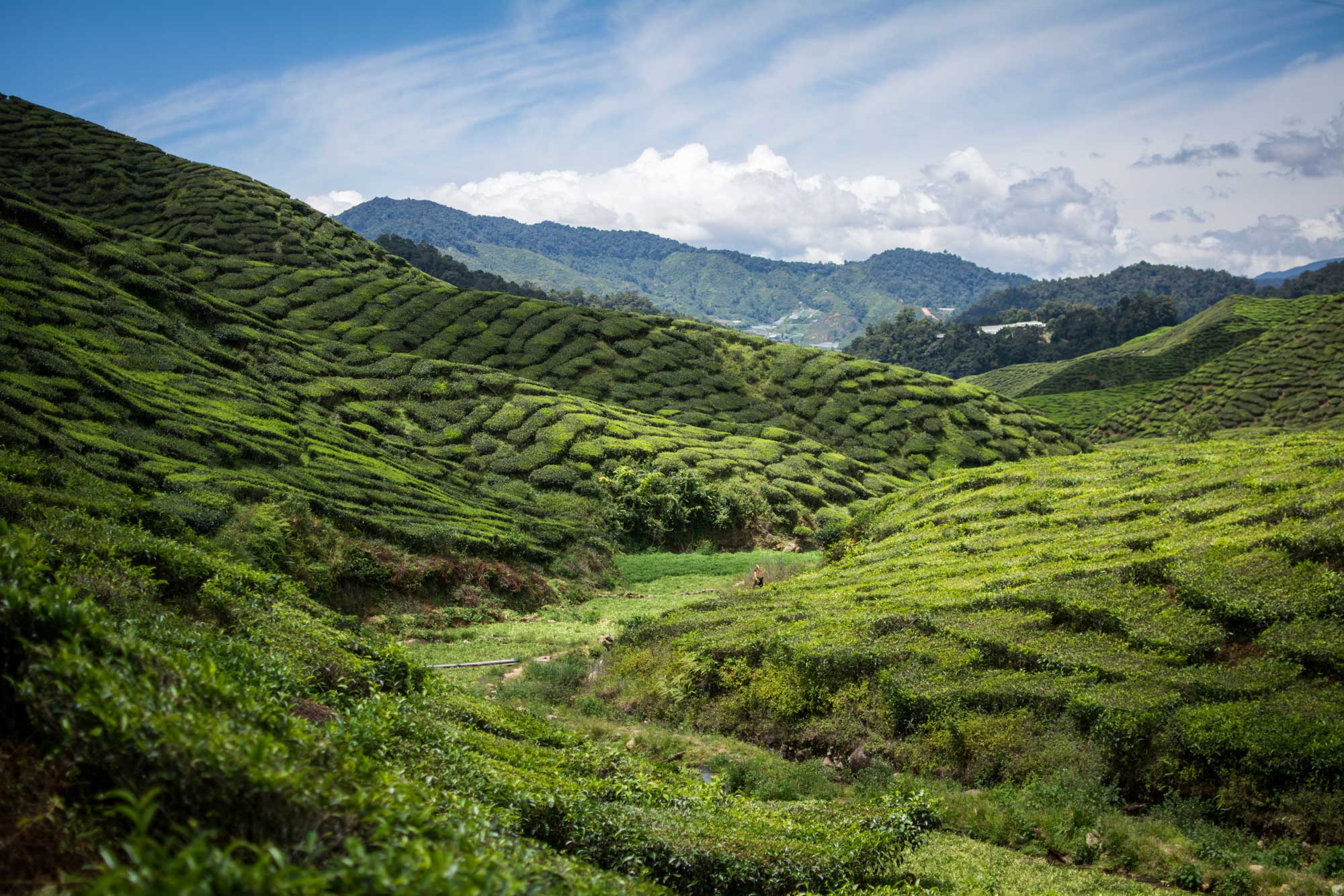 Cameron Highlands Tea Plantation